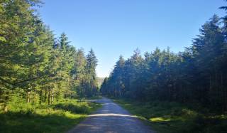 Believer Forest Stunning Walks, near Princetown Ramblers' Rest